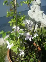 DSCF6702.webp