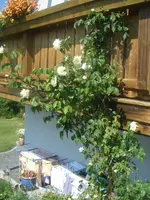 DSCF6704.webp