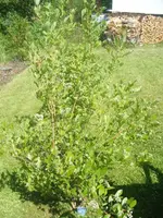 DSCF6709.webp