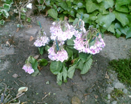 meine trauernde Hortensie.webp