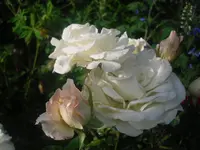 02.07.2010 003.webp