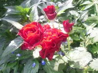 02.07.2010 004.webp