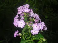 02.07.2010 006.webp