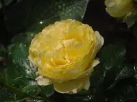 02.07.2010 018.webp