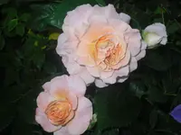 02.07.2010 024.webp