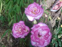 02.07.2010 026.webp