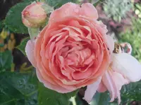 02.07.2010 028.webp