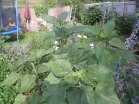 02.07.2010 044.webp