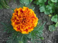 IMG_1766.webp