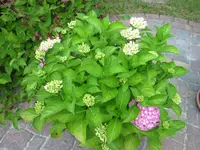 IMG_1772.webp
