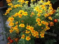 34803.webp