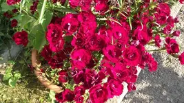 Garten 036 [800x600].webp