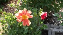 Garten 038 [800x600].webp