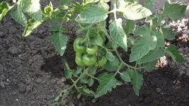 Garten 040 [800x600].webp