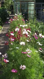 Garten 043 [800x600].webp