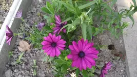Garten 062 [800x600].webp