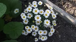 Garten 064 [800x600].webp