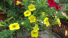 Garten 089 [800x600].webp