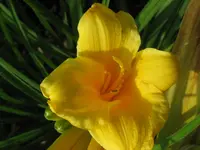 IMG_stella1_1024x768.webp