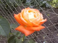Königin der Rosen.webp