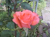 Pariser Charme.webp