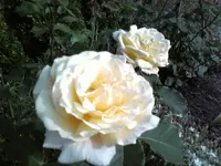 Diamond Jubilee.webp