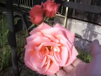 Lawinia.webp