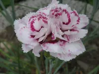 IMG_feuerhexe_1024x768.webp