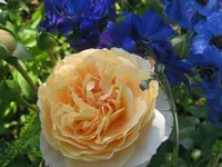 038.webp