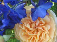 045.webp