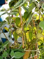 Garten 002.webp