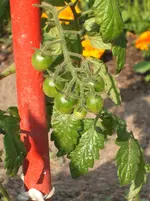 Garten 007.webp