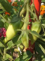 Garten 008.webp