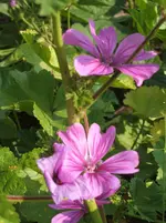 Garten 003.webp