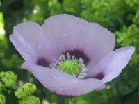 035.webp