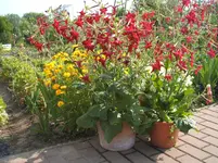 Garten 004.webp