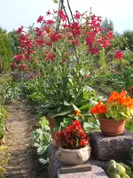 Garten 005.webp