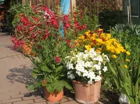 Garten 006.webp