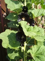 Garten 010.webp