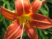 028.webp