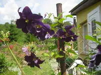 061.webp