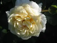 032.webp