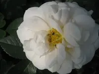 070.webp