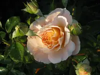 015.webp