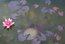 PBR eine Blüte eine Knospe.webp