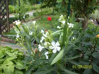 Oleander.webp