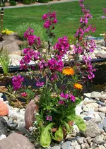 bepflanzte Amphore.webp