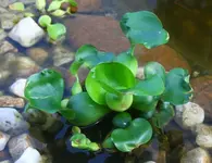 Jumbo-Wasserhyazinthe.webp