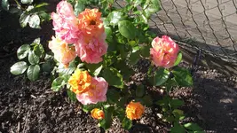 Garten 046.webp