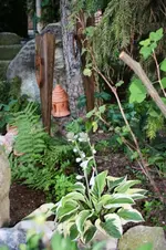 Hosta.webp